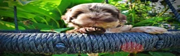 Havapoo dogs for sale: Heavenly - Ad 2