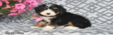 Lilly