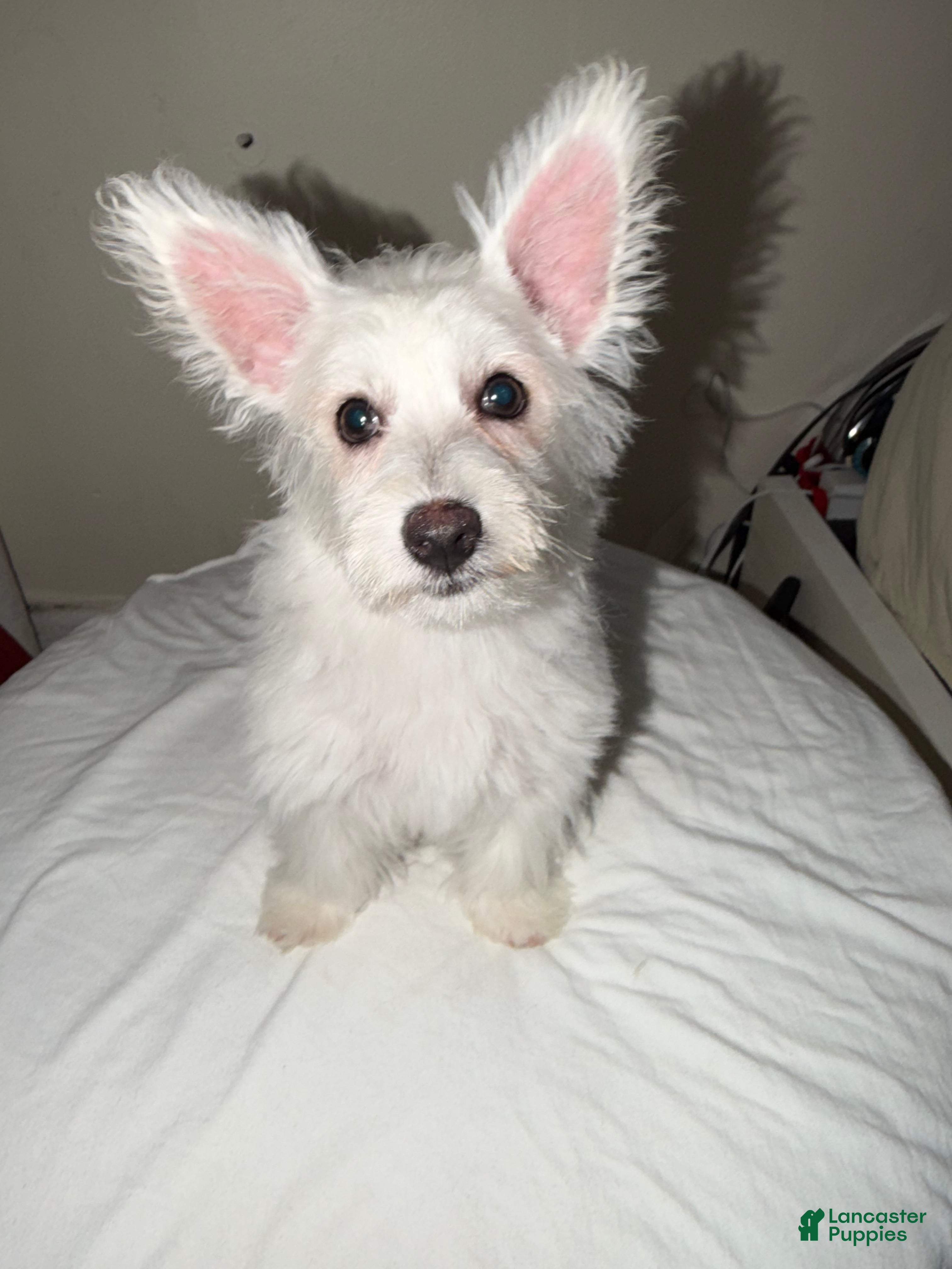 Westiepoo dogs Snowflake  - Ad 1