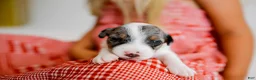 Jack Russell Terrier dogs for sale: Jack Russell Terrier 2 - Ad 6