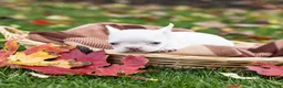 French Bulldog dogs for sale: Otis - Ad 4