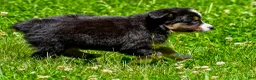 Miniature Australian Shepherd dogs for sale: Frank - Ad 4