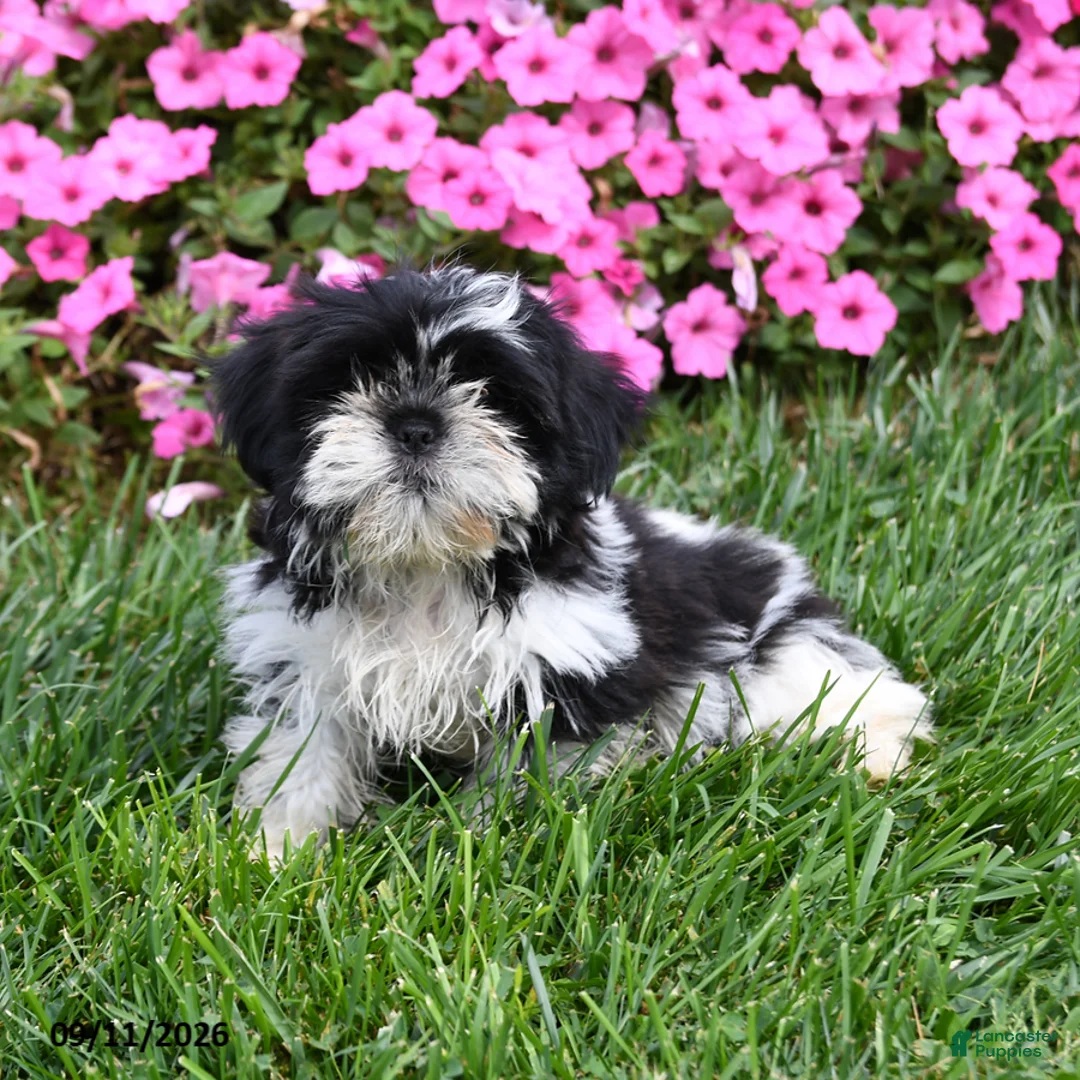 Shih Tzu dogs for sale: Angello - Ad 1