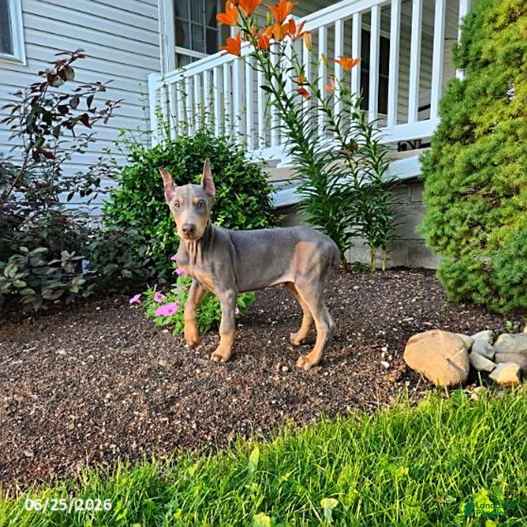 Doberman Pinscher dogs for sale: Gigi - Ad 2