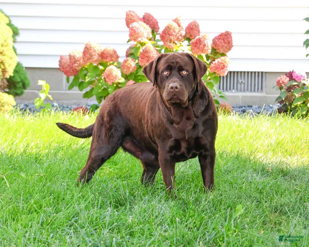 Labrador Retriever dogs for sale: Tinkerbell - Ad 7