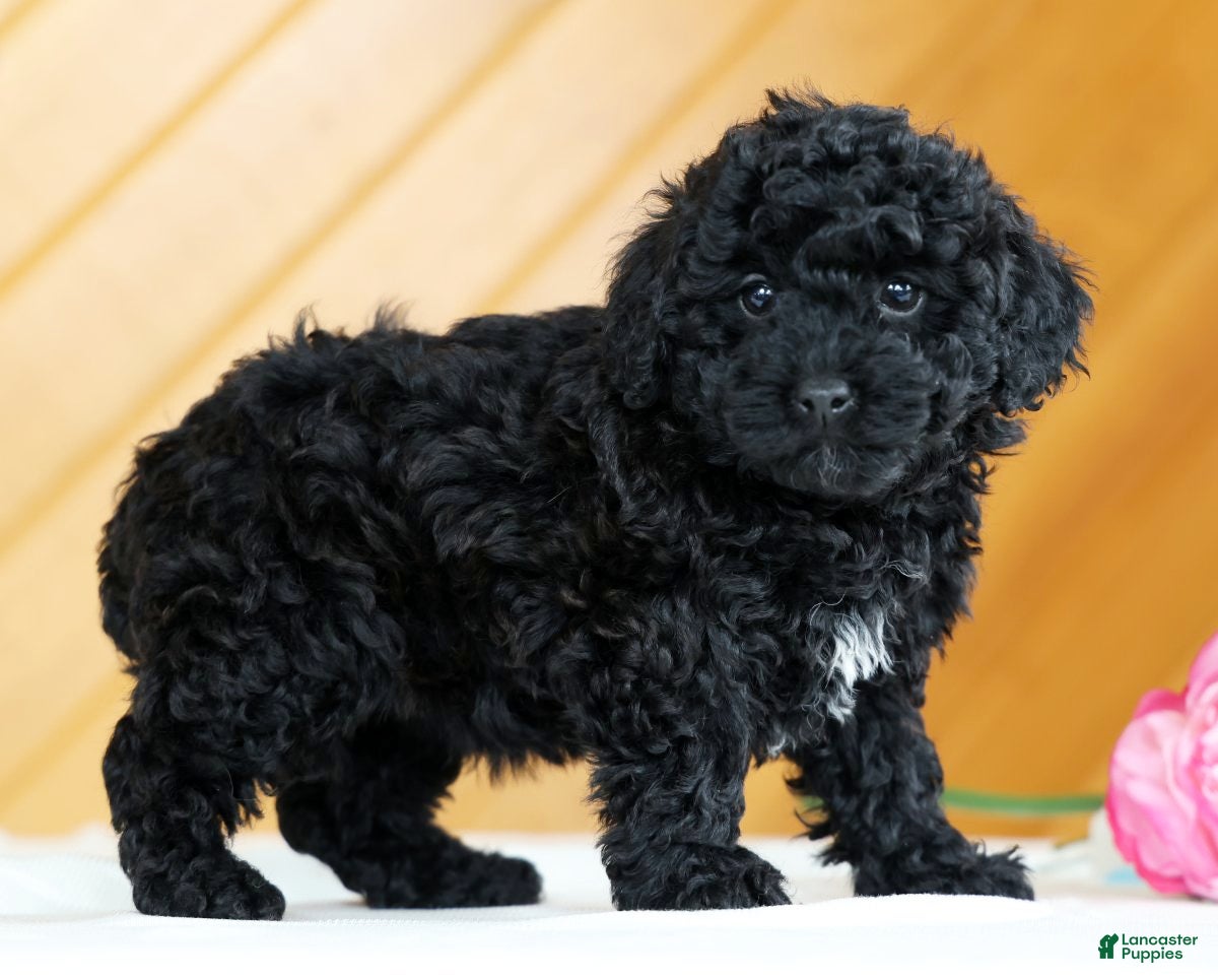 Toy Poodle dogs Bella - Ad 1