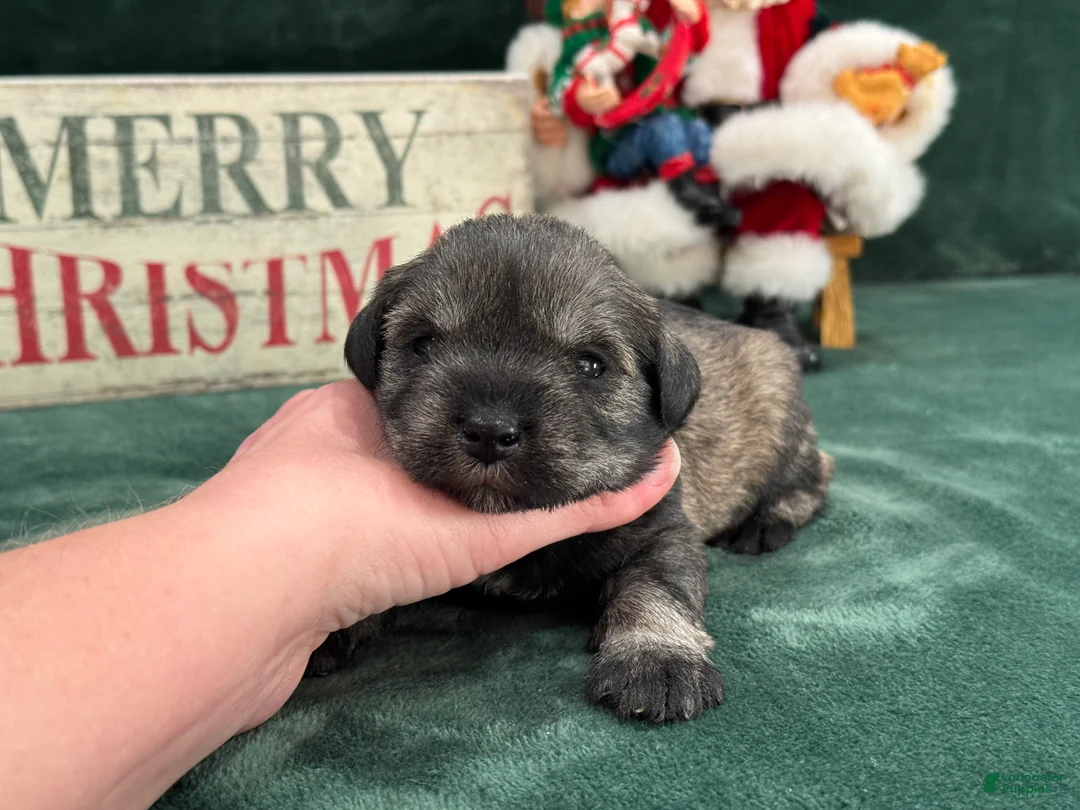 Miniature Schnauzer dogs for sale: Elsa Female 2 - Ad 4
