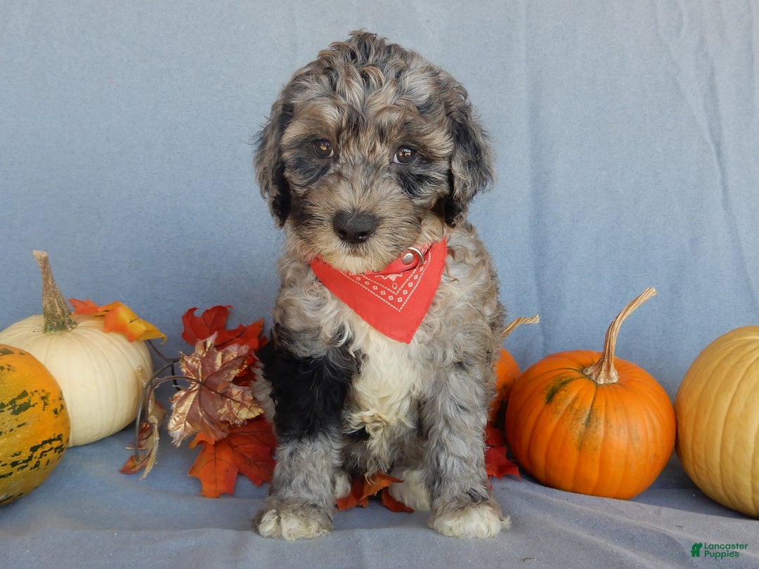 Sheepadoodle dogs for sale: Panda (medium) - Ad 20
