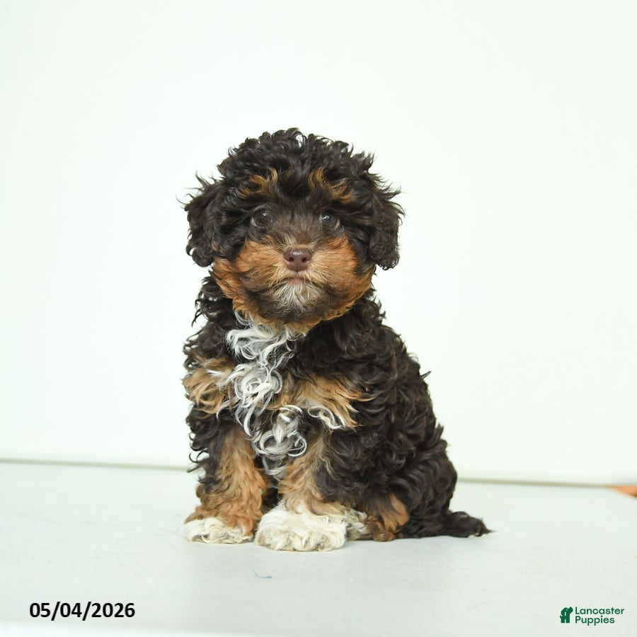 Havapoo dogs Hellen - Ad 1