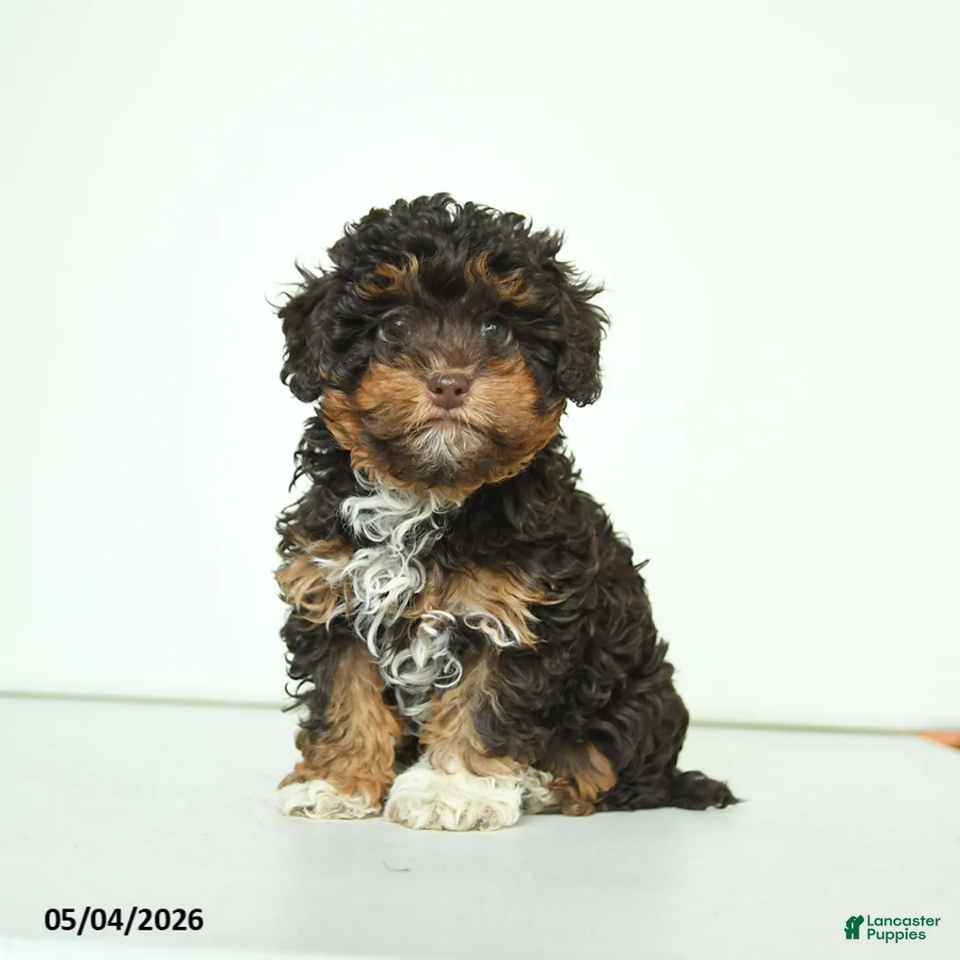 Havapoo dogs for sale: Hellen - Ad 1