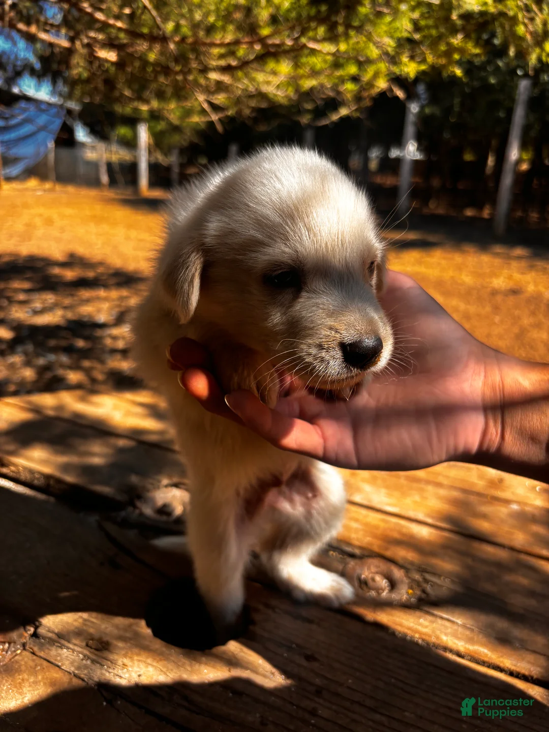 Great Pyrenees dogs for sale: Great Pyrenees 1 - Ad 2