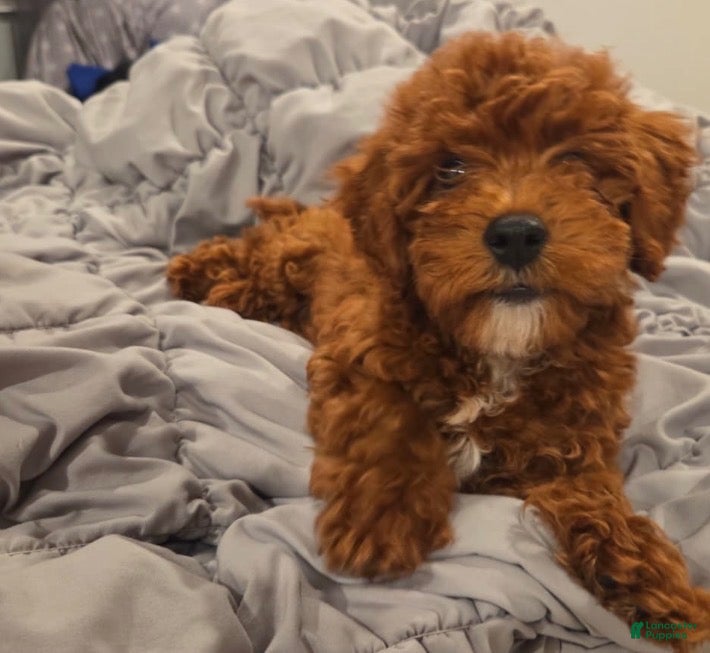 Toy Poodle dogs Toy Poodle 1 - Ad 2