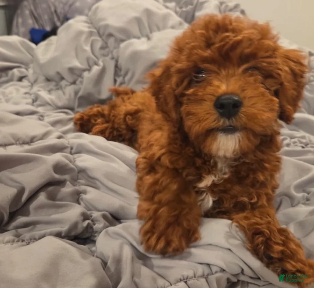 Toy Poodle dogs for sale: Toy Poodle 1 - Ad 2