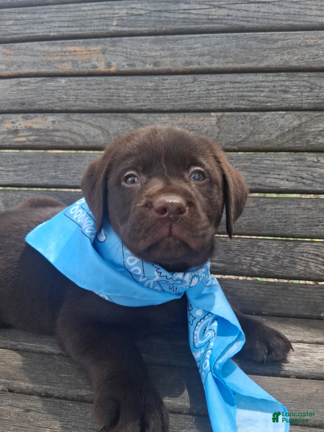 Labrador Retriever dogs for sale: Bluey - Ad 1