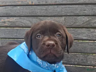 Labrador Retriever dogs for sale: Bluey - Ad 1