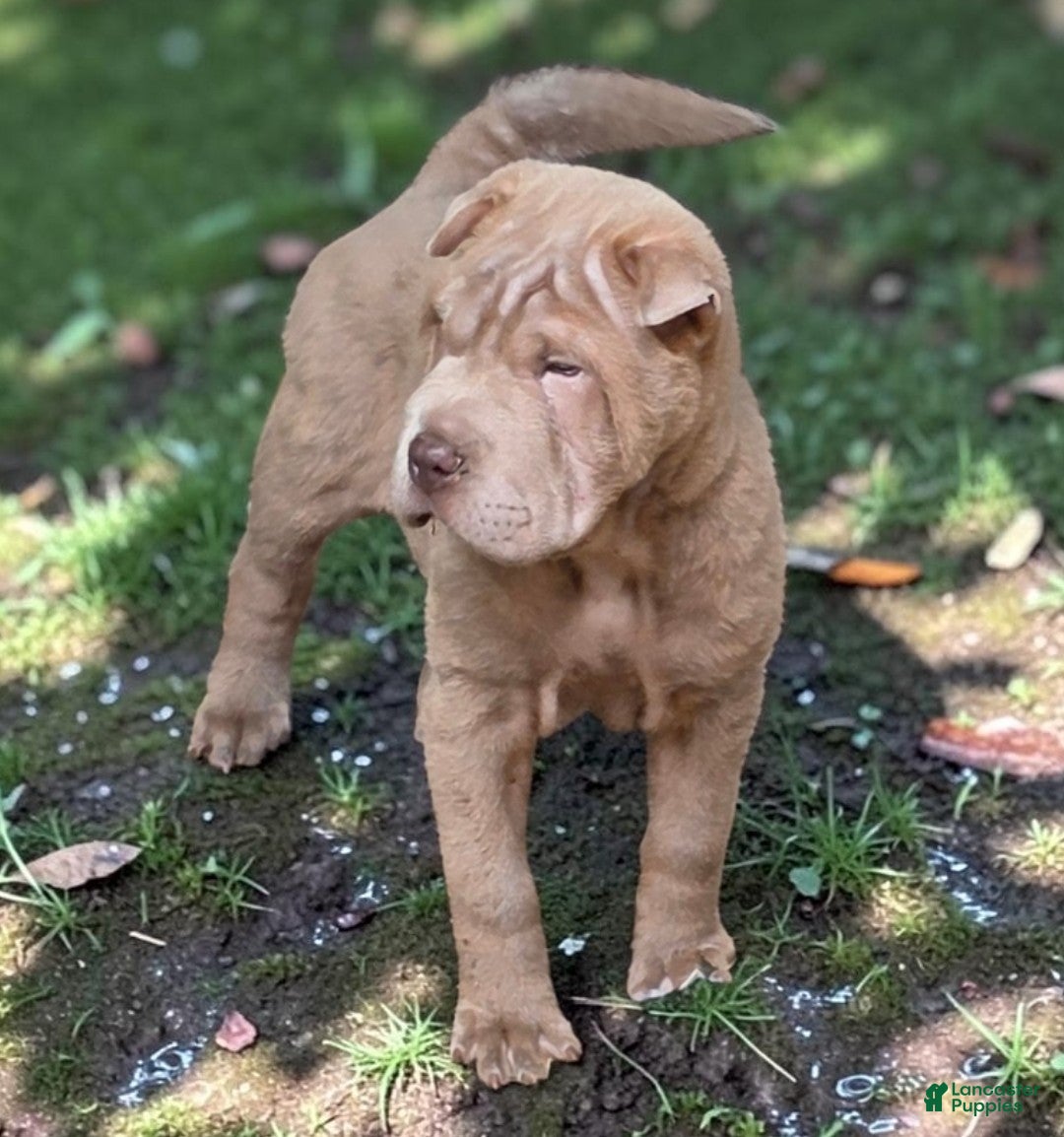 Shar Pei dogs Lyla - Ad 2