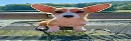 Welsh Corgi Pembroke dogs for sale: 🙏 Rehoming Corgi puppy  - Ad 4