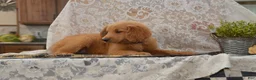 Goldendoodle dogs for sale: Skipper - Ad 5