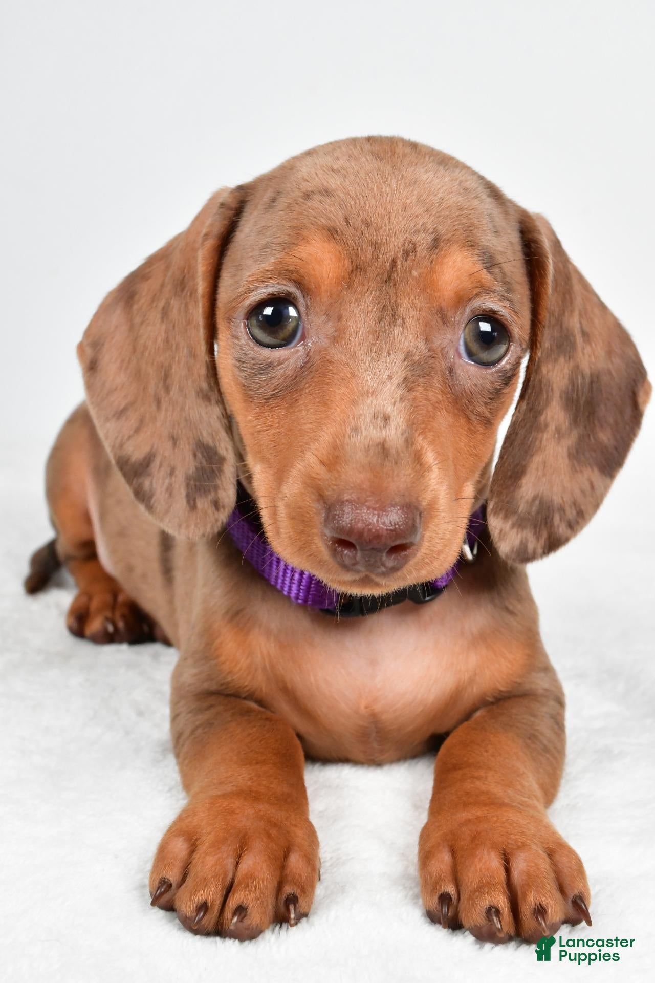 Miniature Dachshund dogs Abby - Ad 1