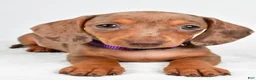 Miniature Dachshund dogs for sale: Abby - Ad 1