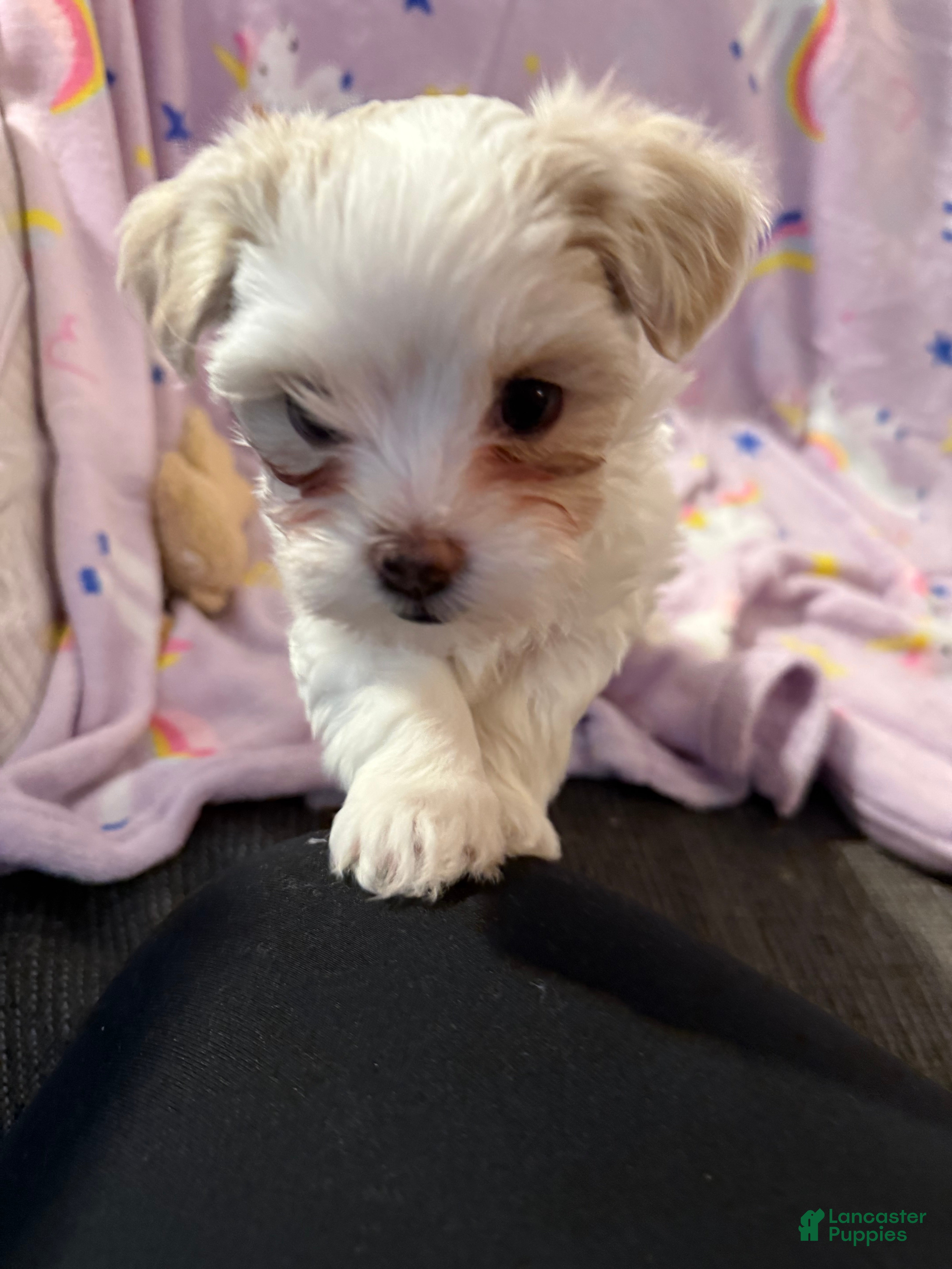 Maltipoo dogs Maltipoo Puppy 2 - Ad 2