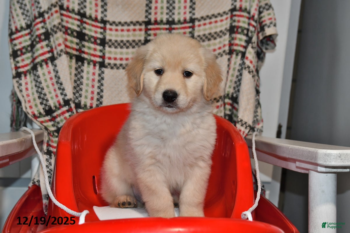 Mixed Breed dogs Rascal - Ad 10