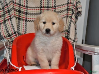 Mixed Breed dogs Rascal - Ad 34