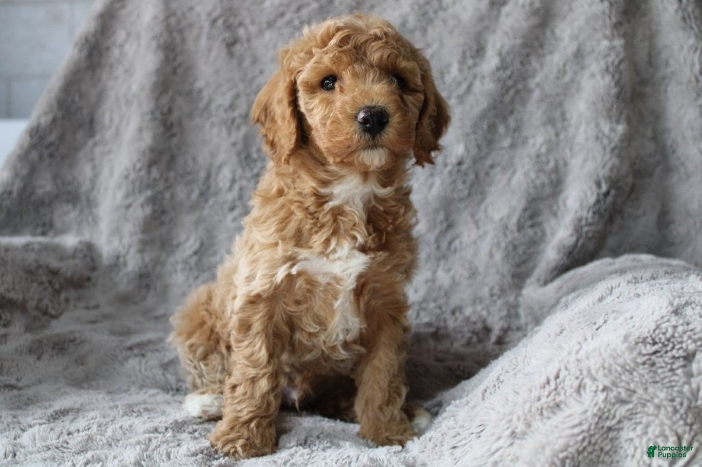 Mixed Breed dogs CavaPooChon Male - JACK - Ad 2