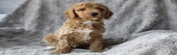 Mixed Breed dogs for sale: CavaPooChon Male - JACK - Ad 2