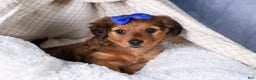 Miniature Dachshund dogs for sale: Jasper - Ad 39