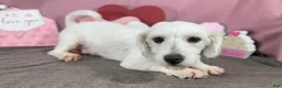 Mixed Breed dogs for sale: Mixed Breed 1 - Ad 7