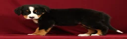Bernese Mountain Dog dogs for sale: Chloe - Ad 3