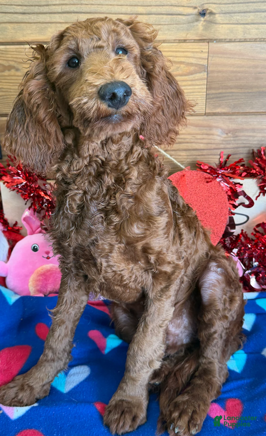 Mini Goldendoodle dogs for sale: Rip - Ad 4