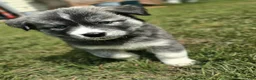 Mixed Breed dogs for sale: Grumpy - Ad 2