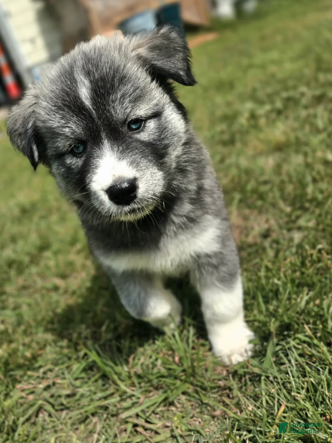 Mixed Breed dogs for sale: Grumpy - Ad 2