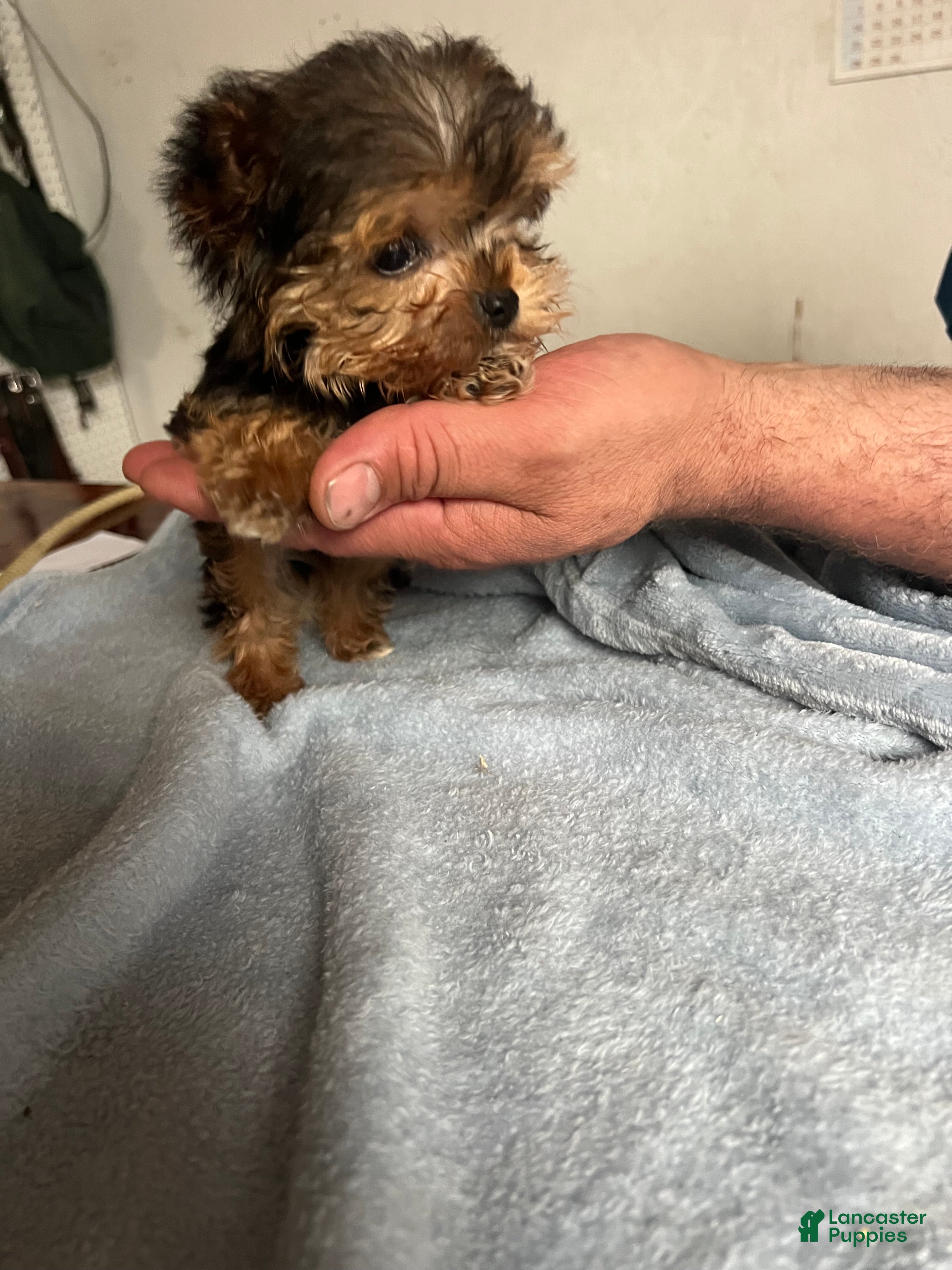 Yorkshire Terrier dogs Yorkshire -Tiny TIM - Ad 2