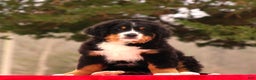 Bernese Mountain Dog dogs for sale: Barry - Ad 1