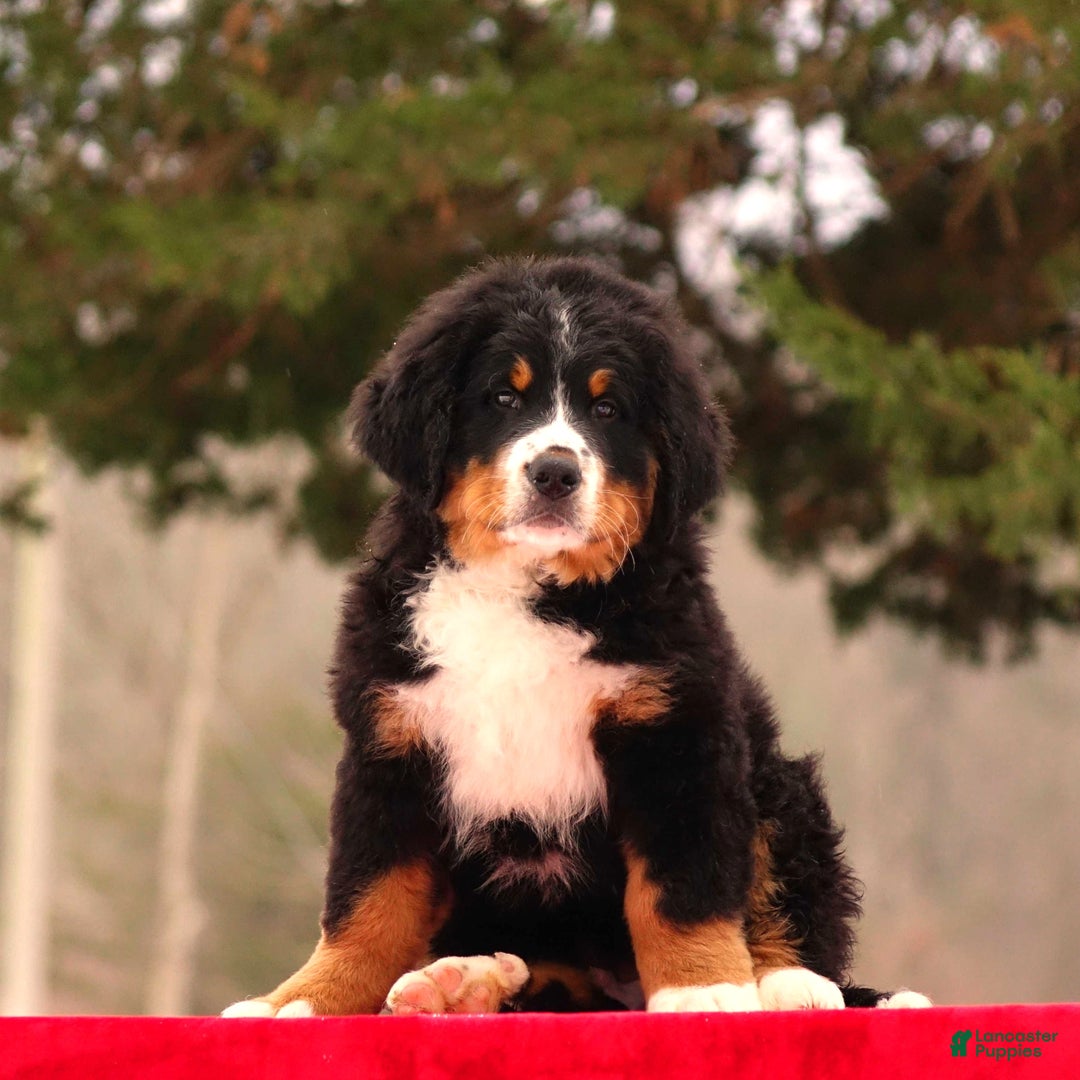 Bernese Mountain Dog dogs for sale: Barry - Ad 1