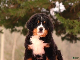 Bernese Mountain Dog dogs Barry - Ad 2