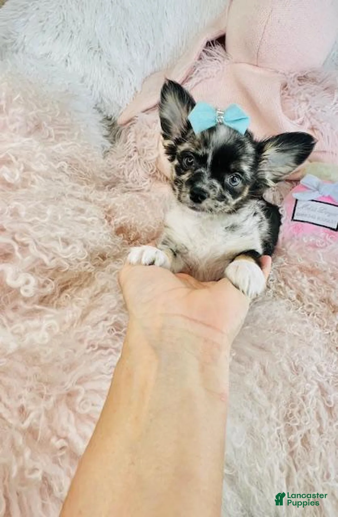 Chihuahua dogs for sale: Chihuahua Puppy 1 - Ad 2