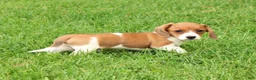 Miniature Dachshund dogs for sale: Hal - Ad 6