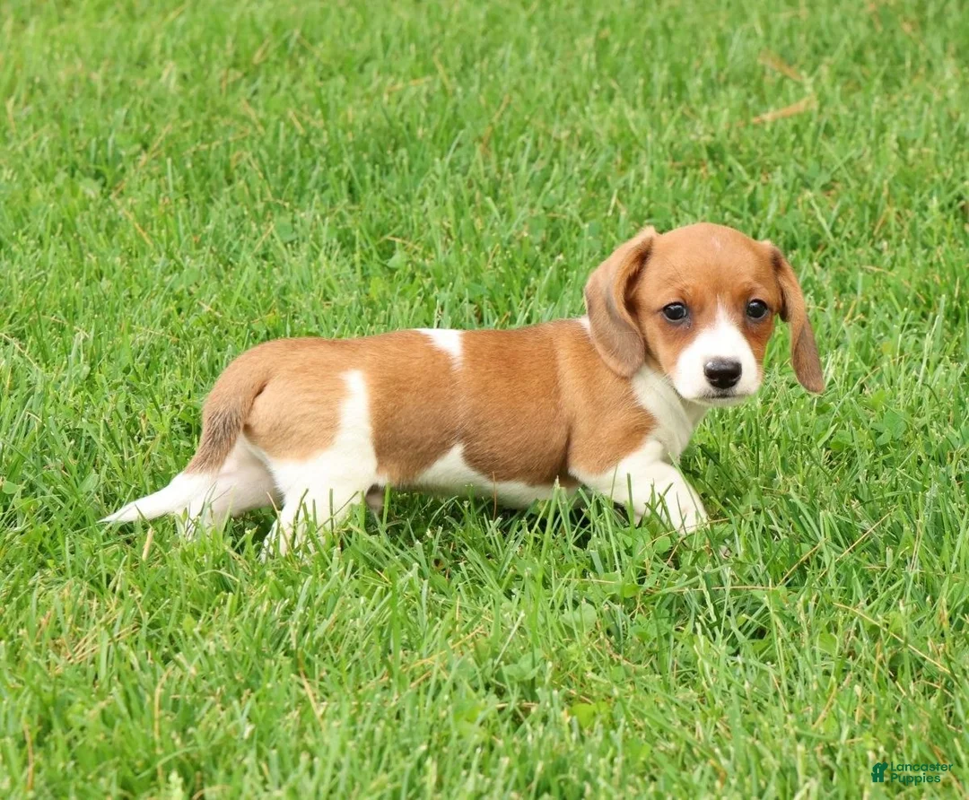 Miniature Dachshund dogs for sale: Hal - Ad 1