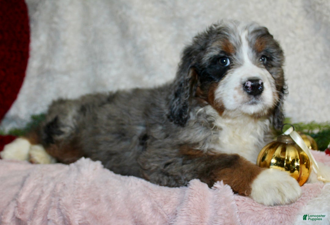 Bernedoodle dogs for sale: Bella - Ad 5