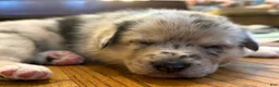 Mixed Breed dogs for sale: Mixed Breed 2 - Ad 1