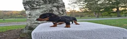 Miniature Dachshund dogs for sale: Remy  - Ad 27