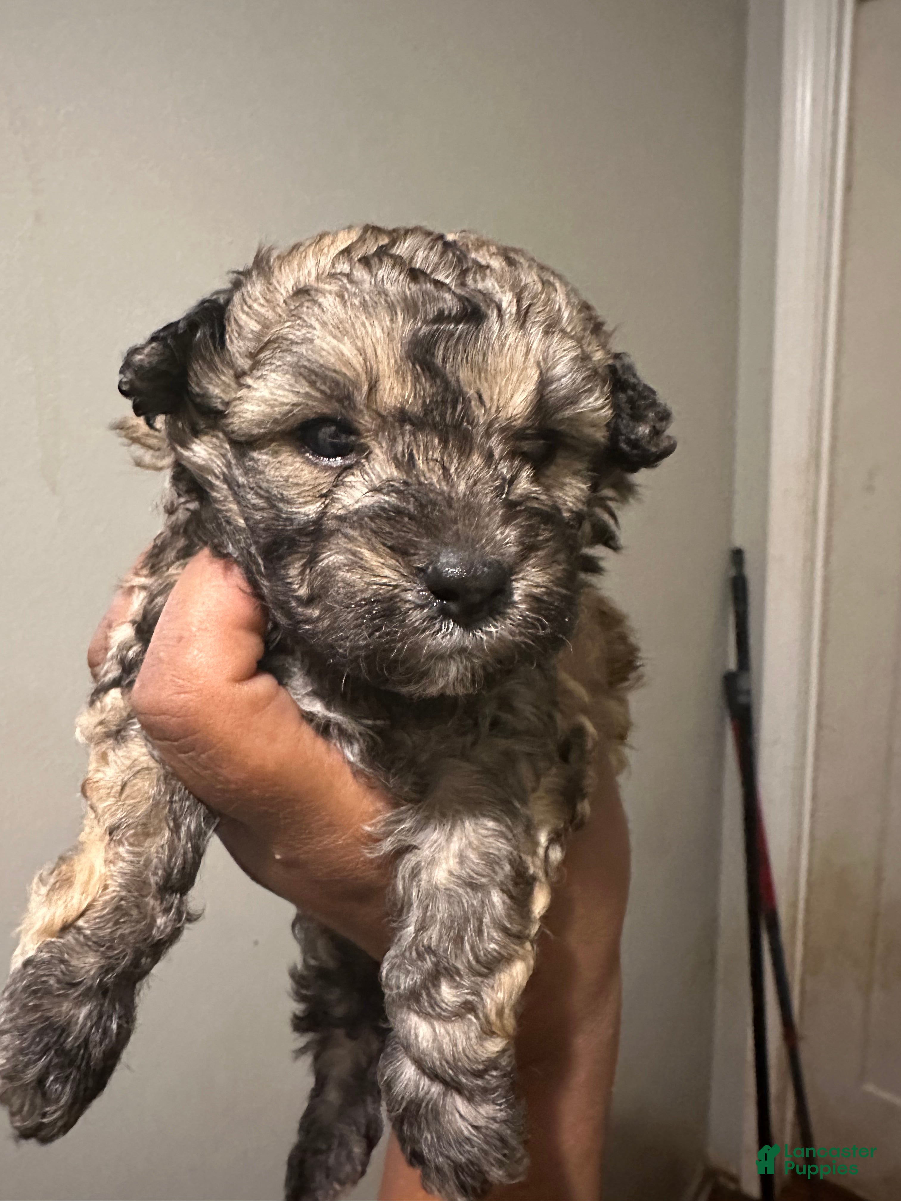 Maltipoo dogs for sale: Maltipoo 1 - Ad 2