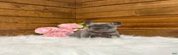 French Bulldog dogs for sale: Violet - Ad 6
