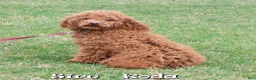 Cavapoo dogs for sale: Parker - Ad 11