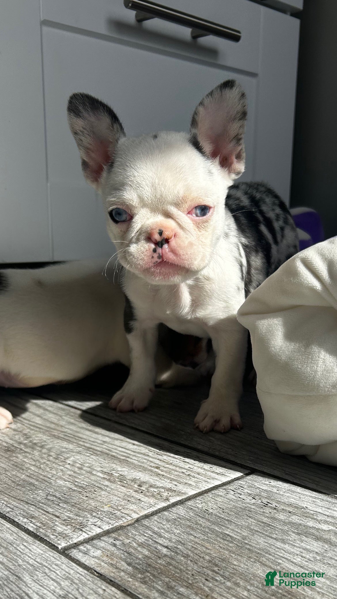 French Bulldog dogs Koi Leray - Ad 1