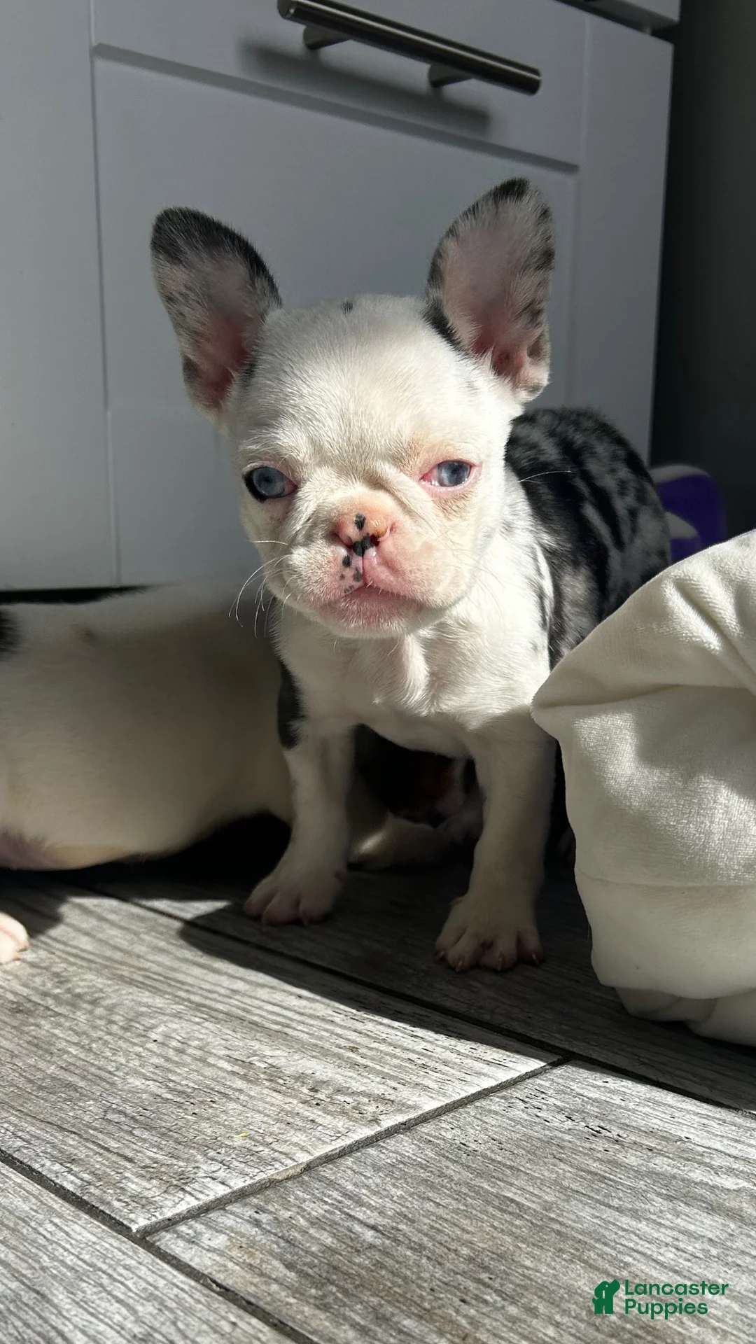 French Bulldog dogs for sale: Koi Leray - Ad 1